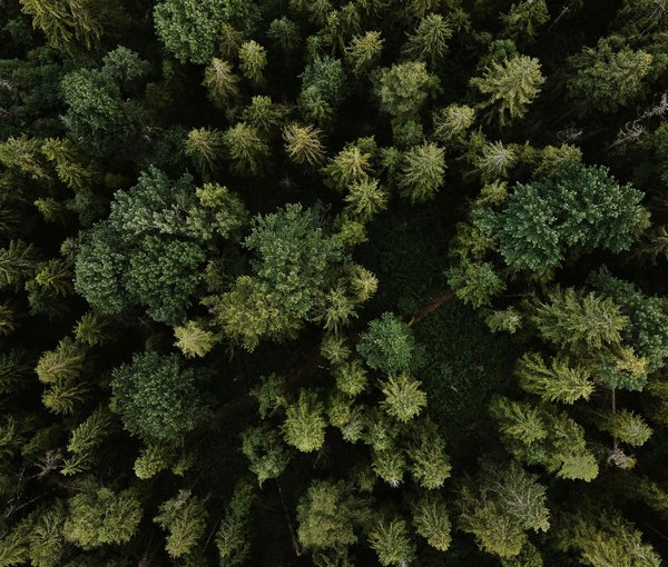 Wald mit Bäumen von oben fotografiert im Sommer