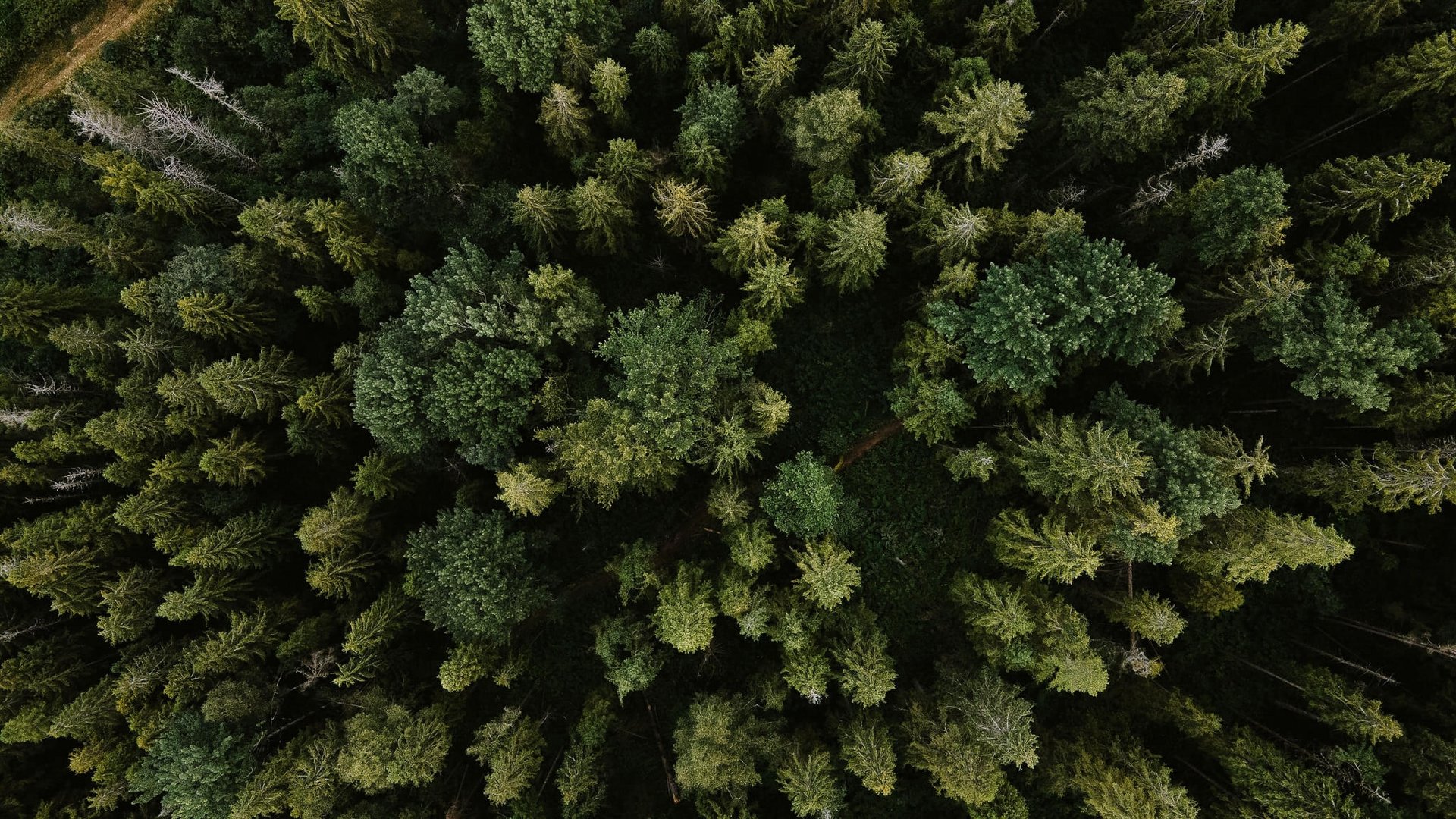 Wald mit Bäumen von oben fotografiert im Sommer