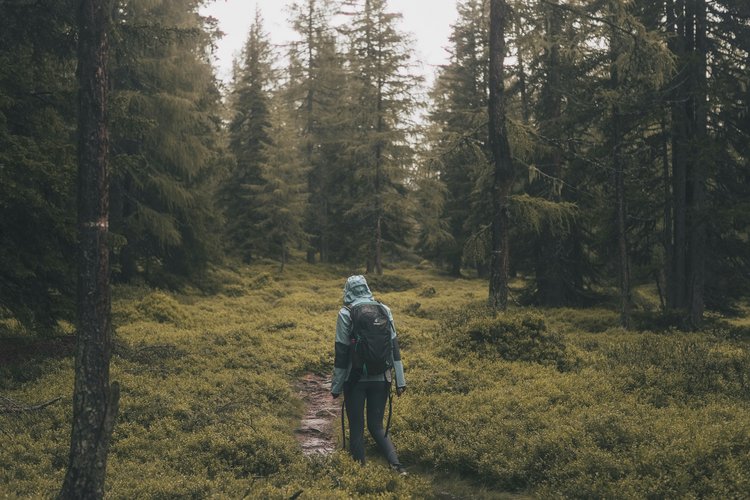 Wanderer geht durch einen Waldwanderweg im Sommer