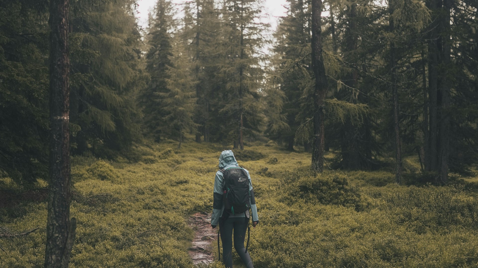 Wanderer geht durch einen Waldwanderweg im Sommer