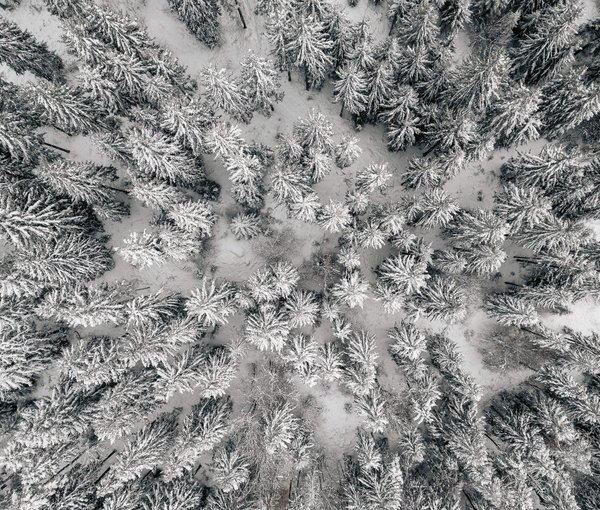 Wald mit Bäumen von oben fotografiert im Winter