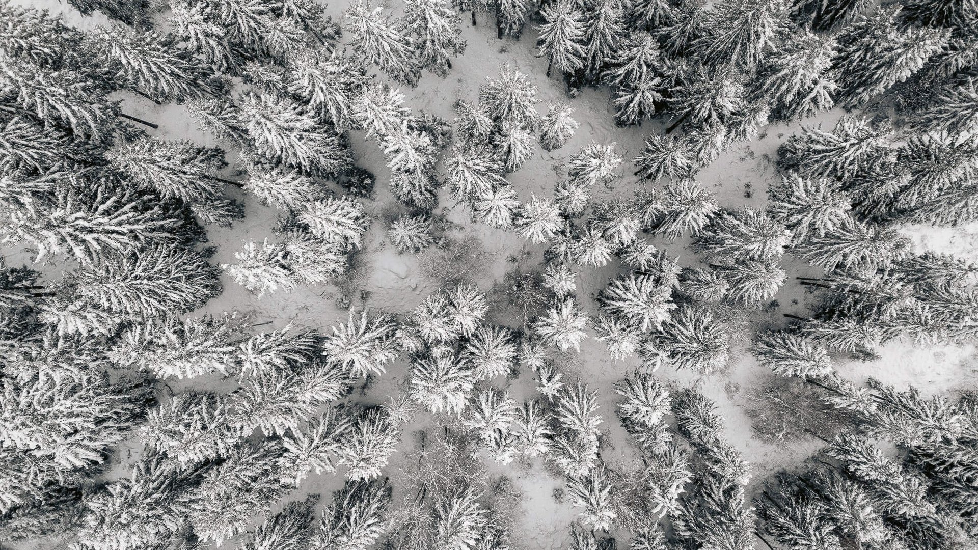 Wald mit Bäumen von oben fotografiert im Winter