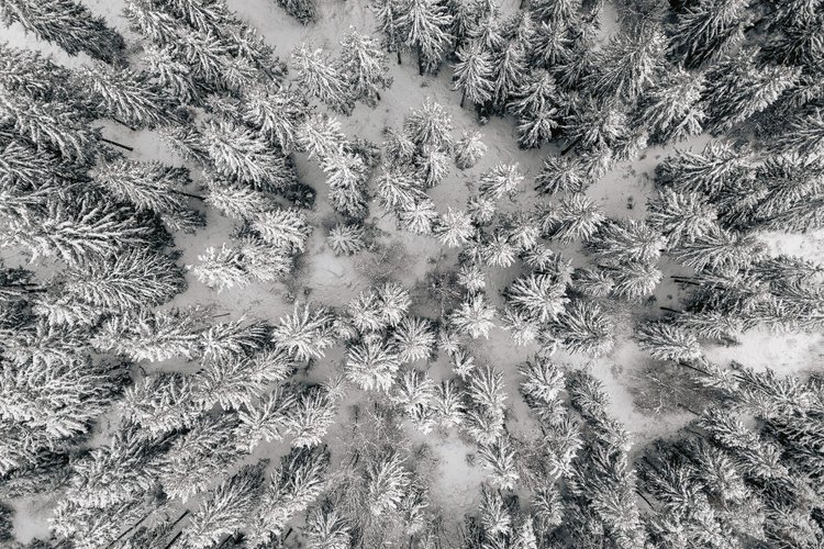 Wald mit Bäumen von oben fotografiert im Winter