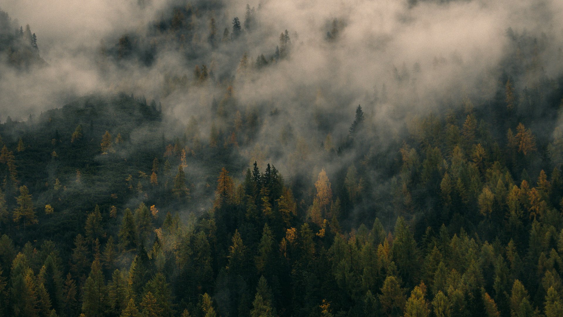 Wald mit Nebel im Herbst