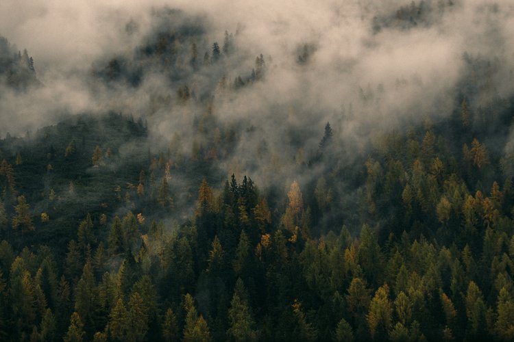 Wald mit Nebel im Herbst