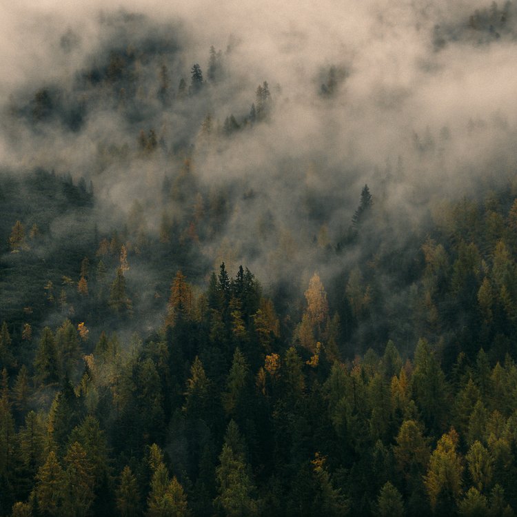 Home Wald mit Nebel im Herbst